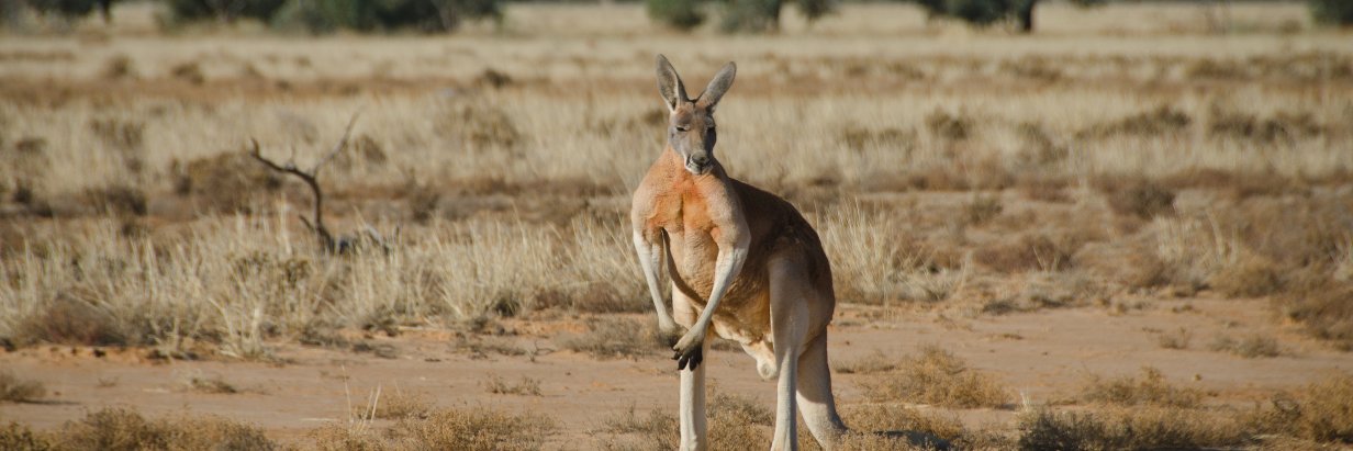 Oz Mammals Genomics banner