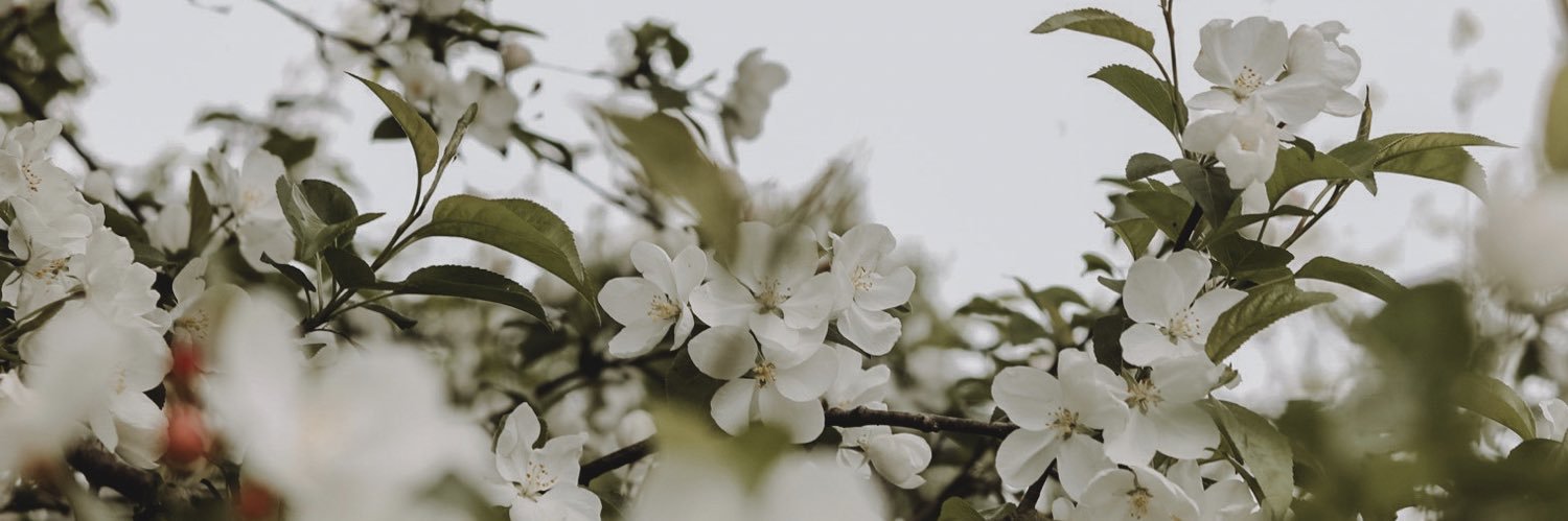 beccaswon's profile banner image