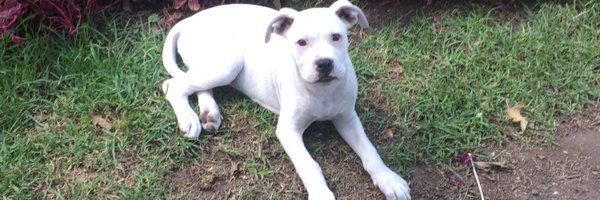 cony_ro Profile Banner