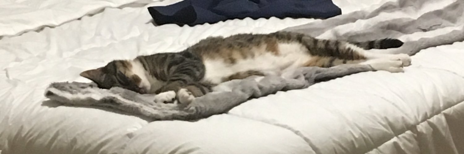 e_zizza's profile banner image