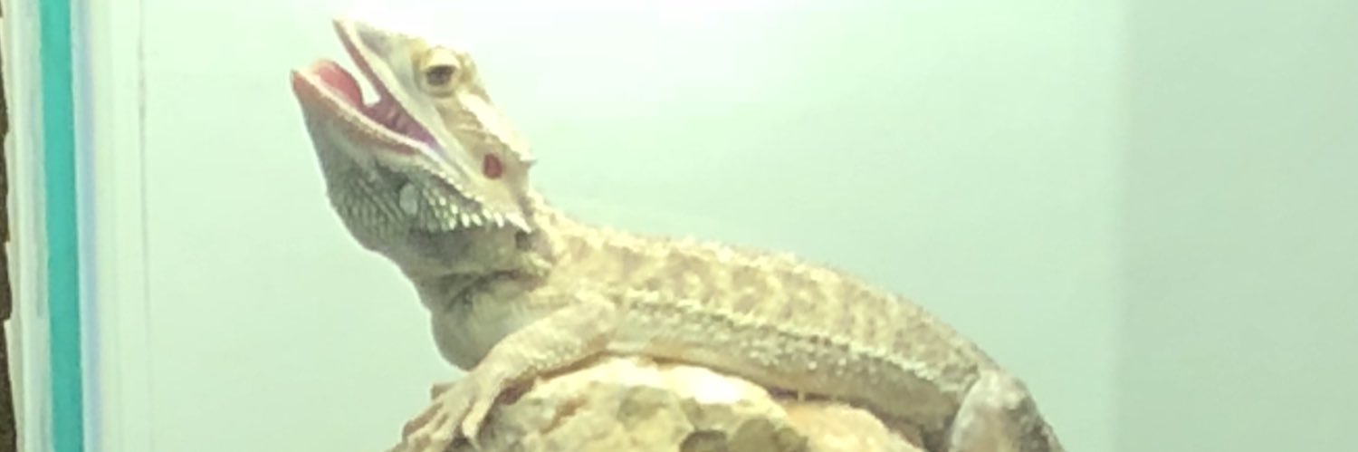 PrinceBridger's profile banner image