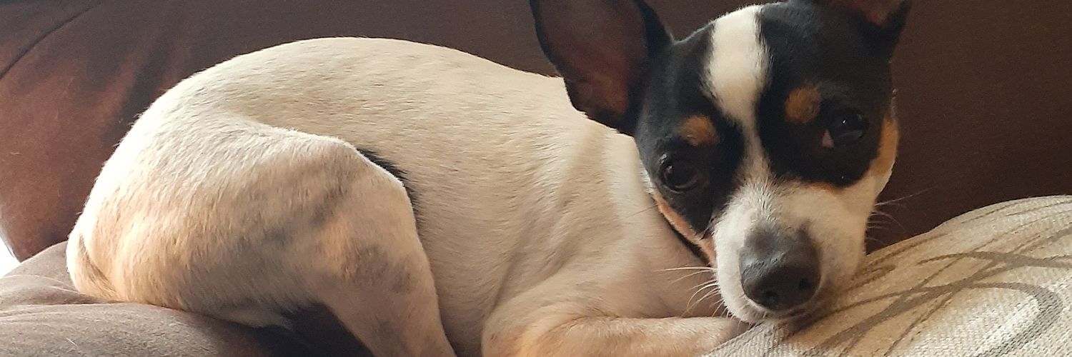 Hannesph's profile banner image