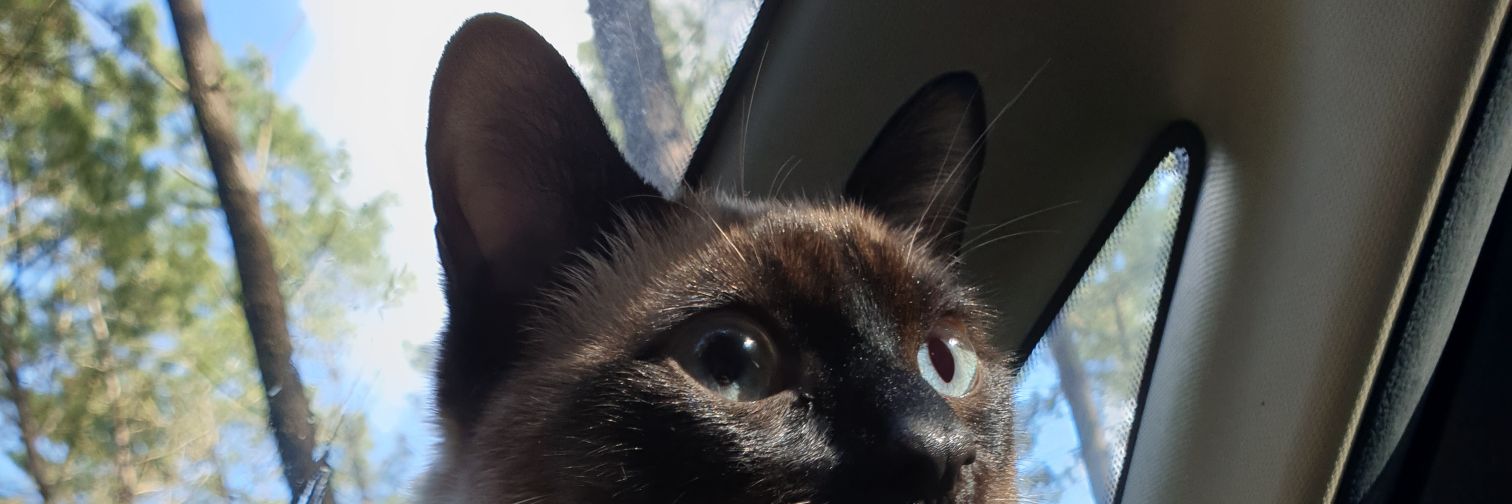 Kot 🐱 banner