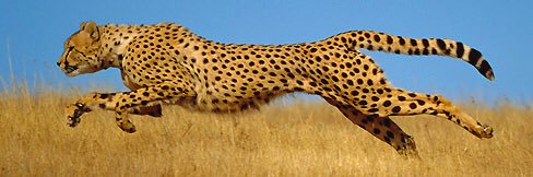 McLane Mannix banner