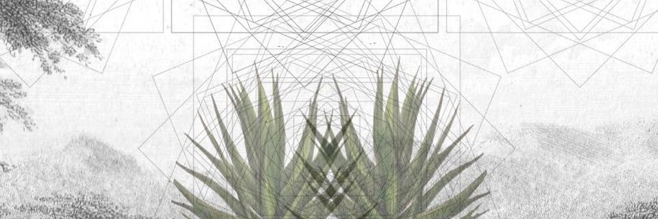 AraucariaProj's profile banner image