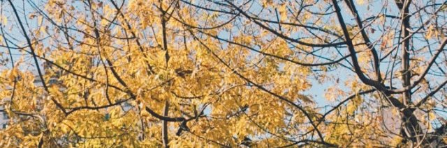 floreyrey's profile banner image