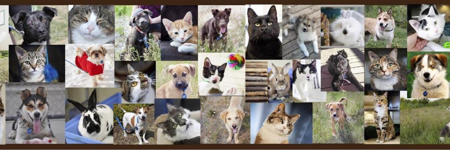 CochraneHumane's profile banner image