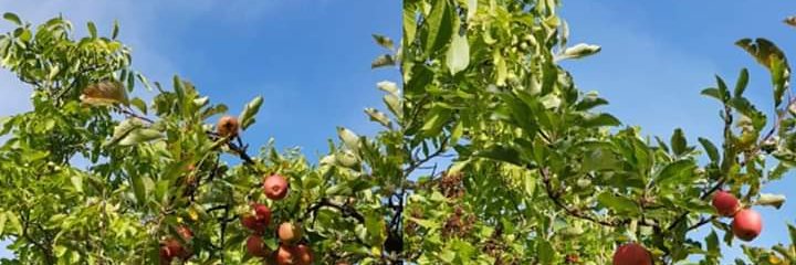 obst55's profile banner image