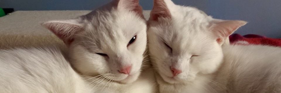 OdgeyK's profile banner image