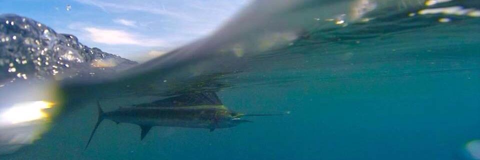 FishingAsylum's profile banner image
