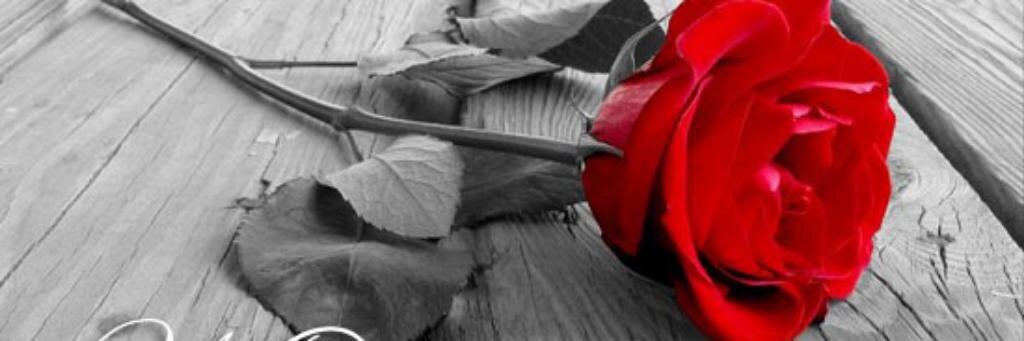 MSaldes's profile banner image