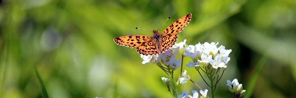 InsideEcology Profile Banner