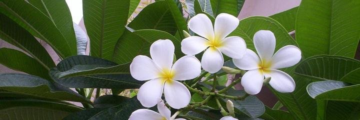 vivekminal's profile banner image