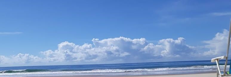 Pinguim do Cerrado banner