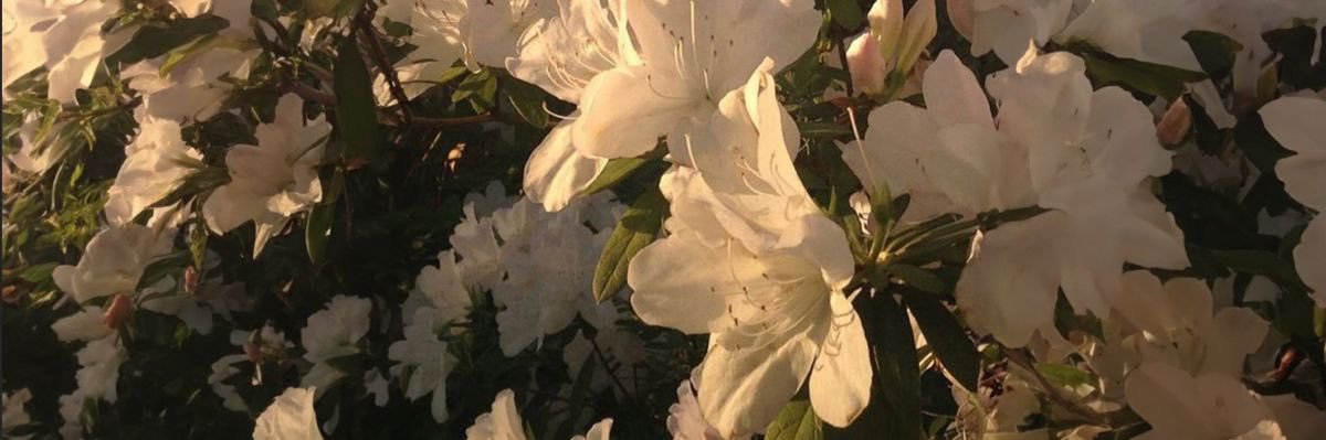 dirr || JASTIP JEPANG banner