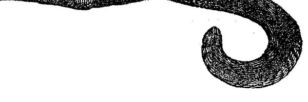 CuredQuail Profile Banner