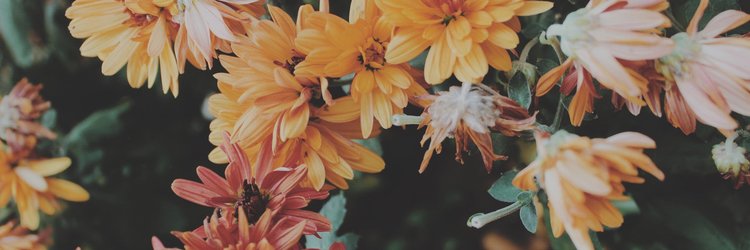 LoreDangelo's profile banner image