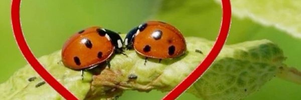 sugamoozi Profile Banner