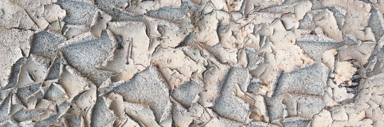 Botanica Farstrider banner