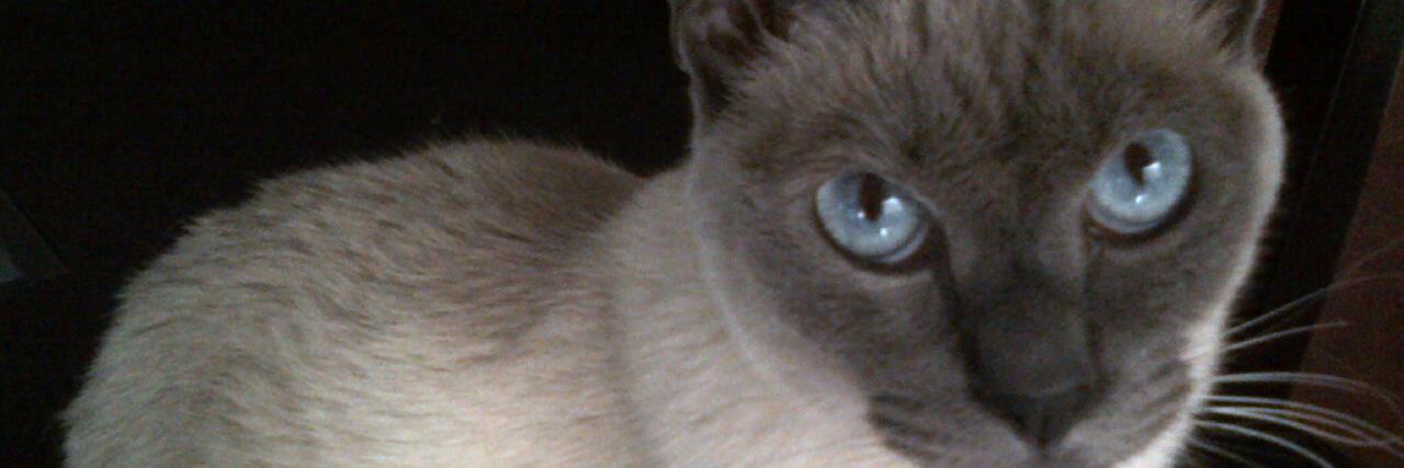 leoabrah's profile banner image