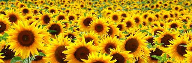 Stetson Spatula banner