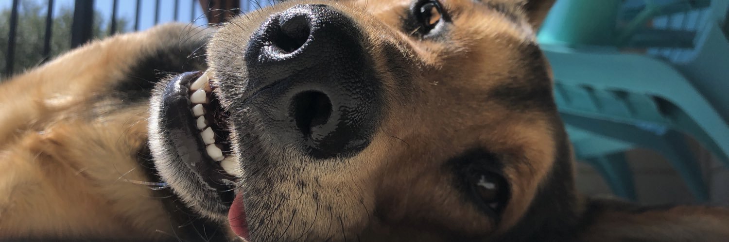 sammipopkin's profile banner image