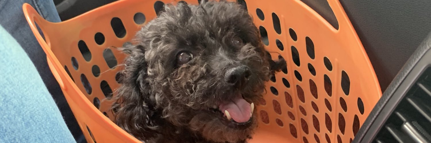 curly_milly's profile banner image