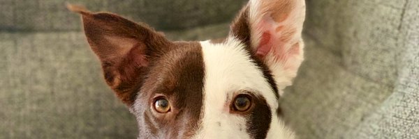 taillogs Profile Banner