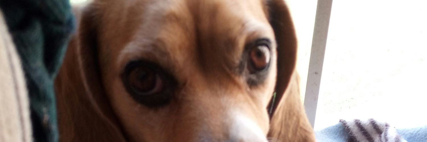 camillonario's profile banner image