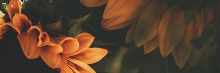 VividBaelee's profile banner image