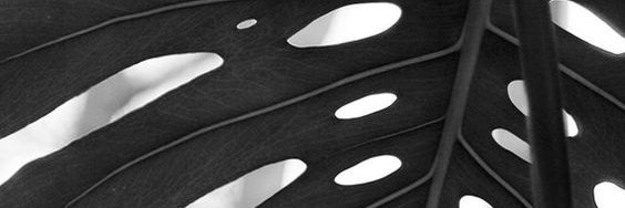 morganchelf's profile banner image