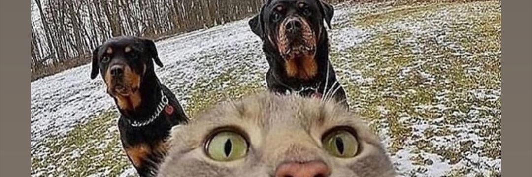 Real_Dee_Hall's profile banner image