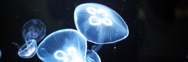 spschina's profile banner image