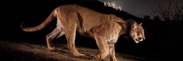 whosebob Profile Banner