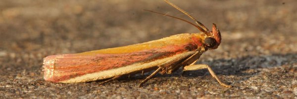ClevedonMoths Profile Banner