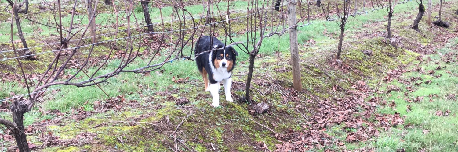 Danielle Strubeck banner