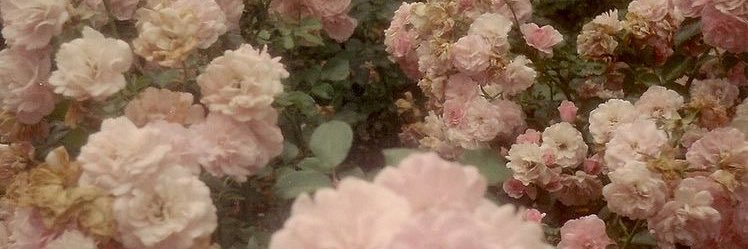 chigce's profile banner image