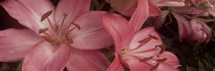 Sweet Gurlllッ banner