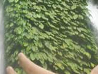 rizaliyaaa's profile banner image