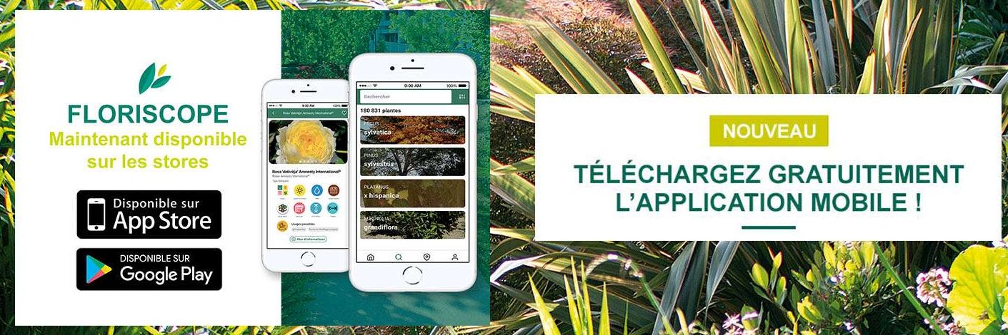 Floriscope_io's profile banner image