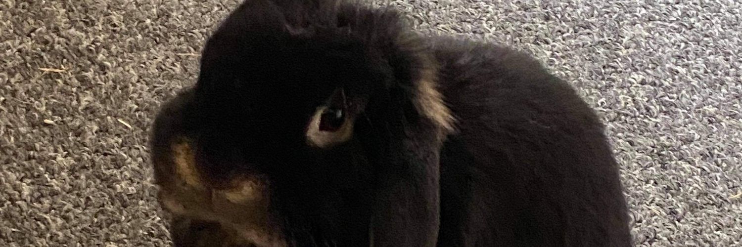 Mitchontoast's profile banner image