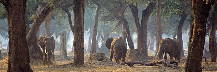 Gerald John Smith banner