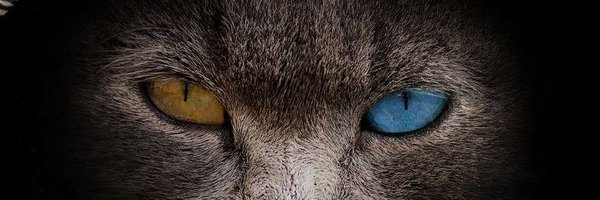 cally_code Profile Banner