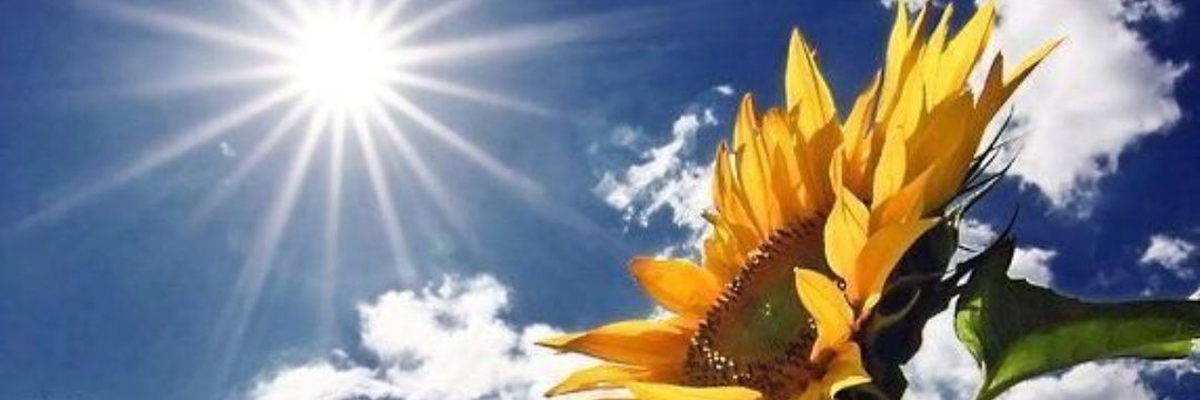 *Mrs Mobita* 🧚‍♀️ banner