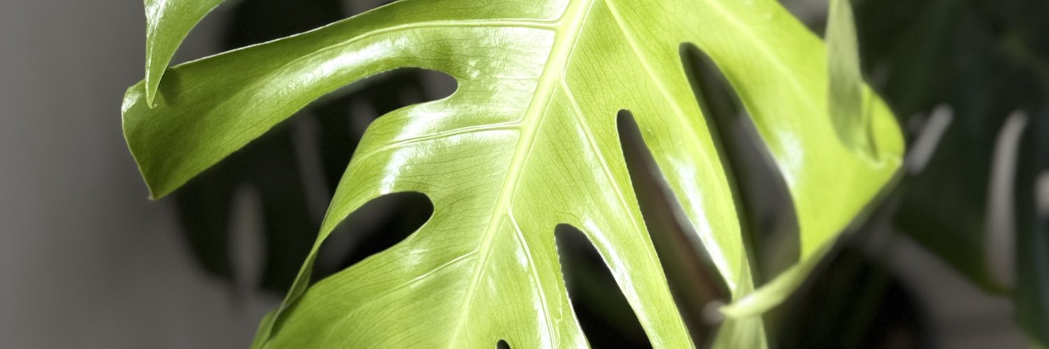 snelephantx's profile banner image