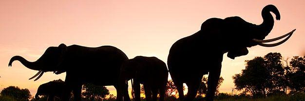 StephGarridoDj❀ banner