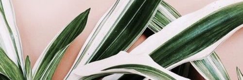 DanielaPomar's profile banner image
