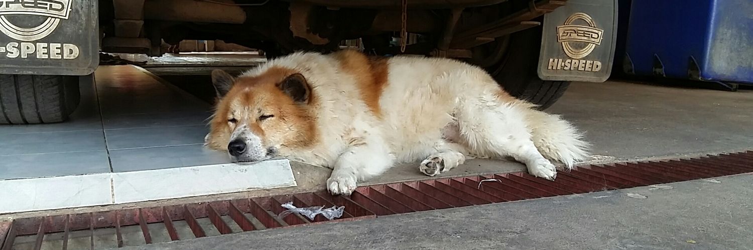 Suky banner