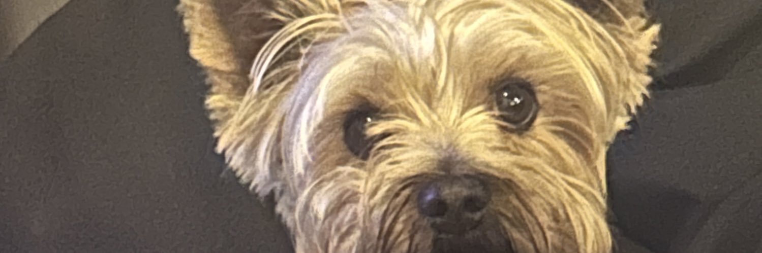 alezandrazapata's profile banner image