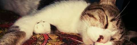 GilbertoLad's profile banner image